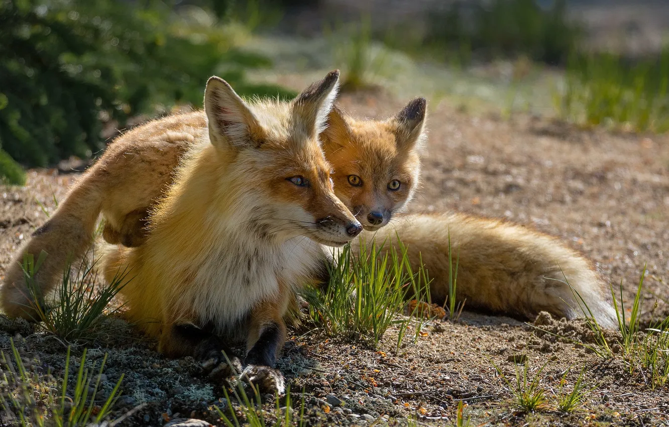 Photo wallpaper nature, two, pair, Fox, two