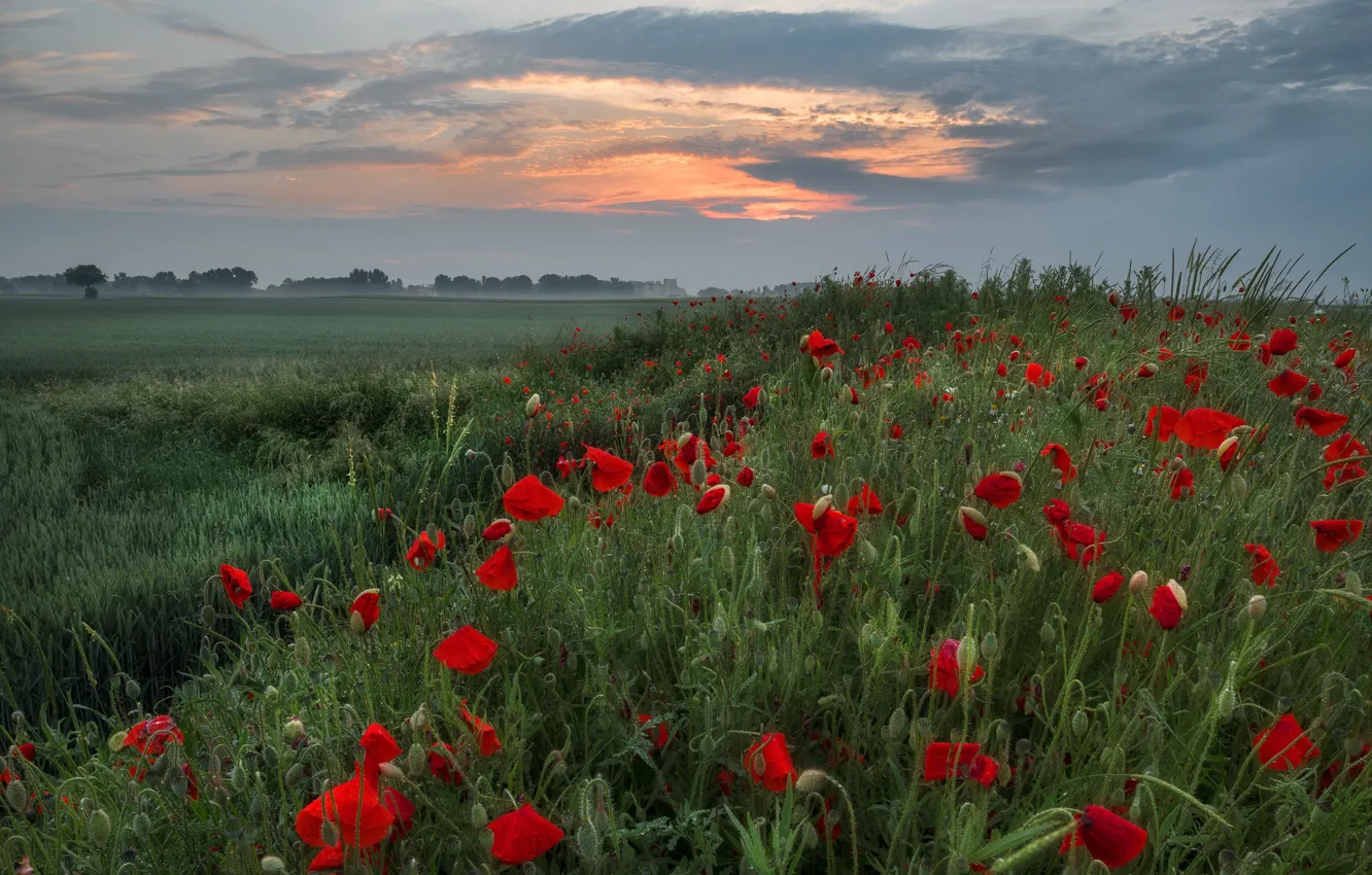 Photo wallpaper summer, clouds, flowers, Maki, dal, poppy field