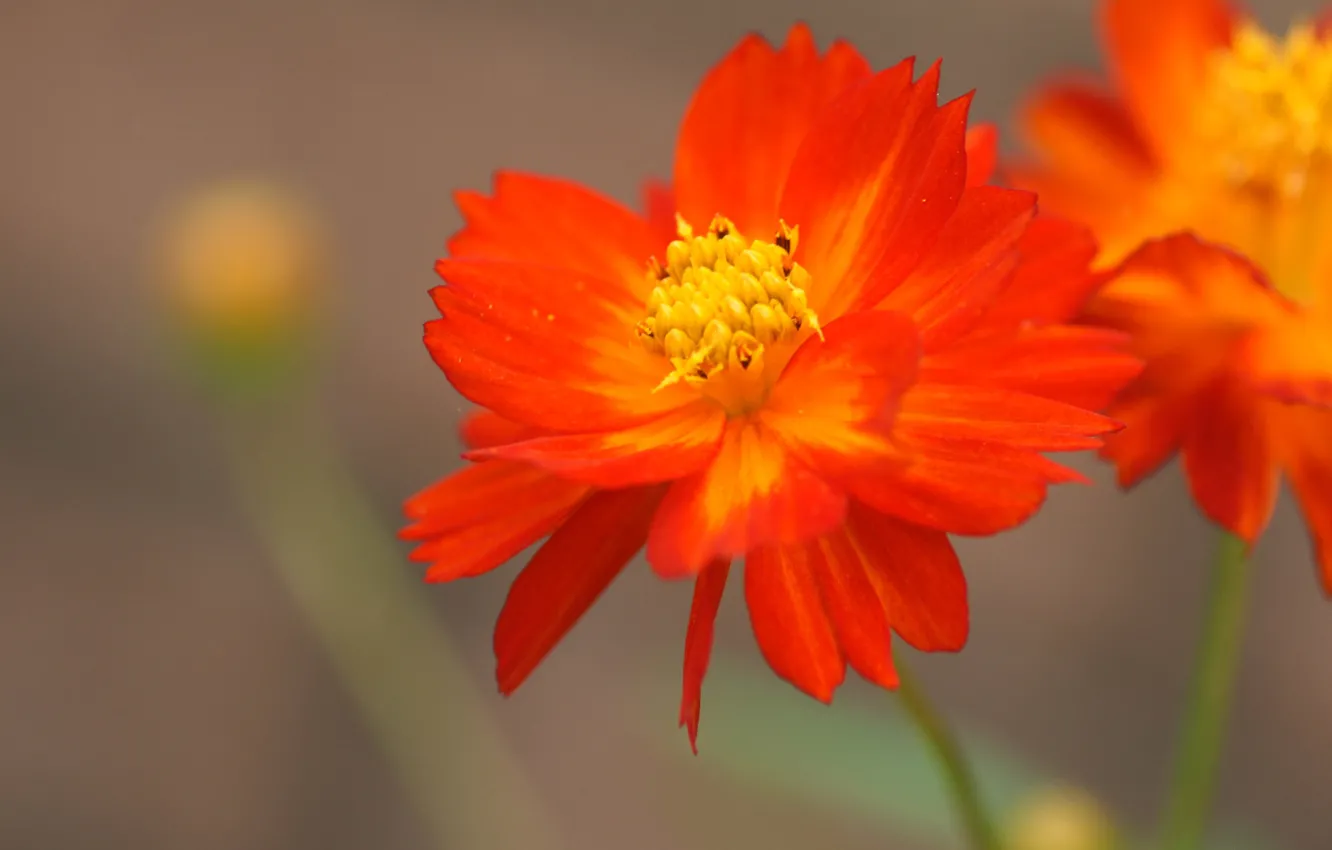 Photo wallpaper macro, red, Wallpaper, petals, stem