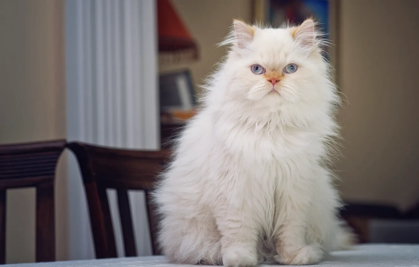 Photo wallpaper look, portrait, on the table, fluffy, Persian cat