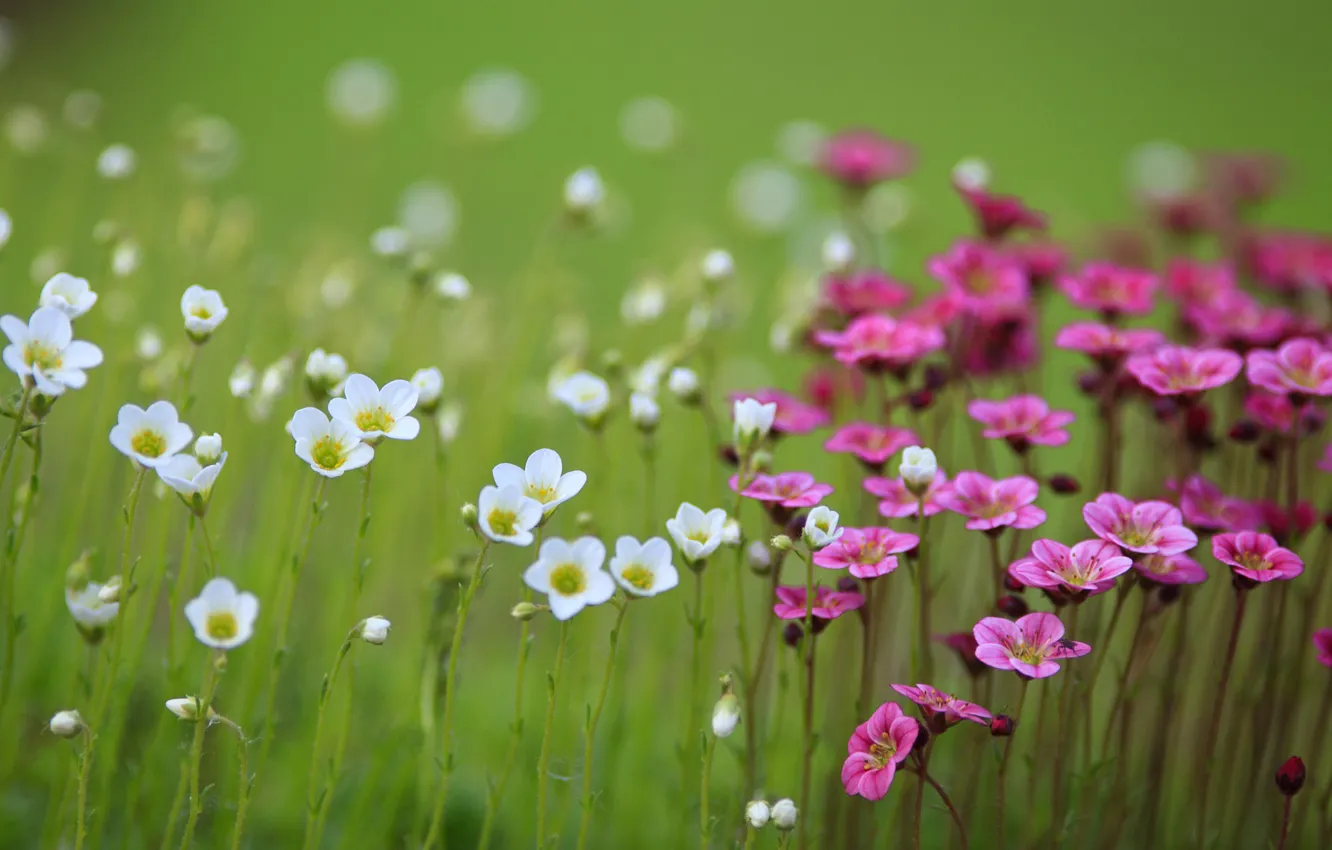 Photo wallpaper field, flowers, blur, pink, white