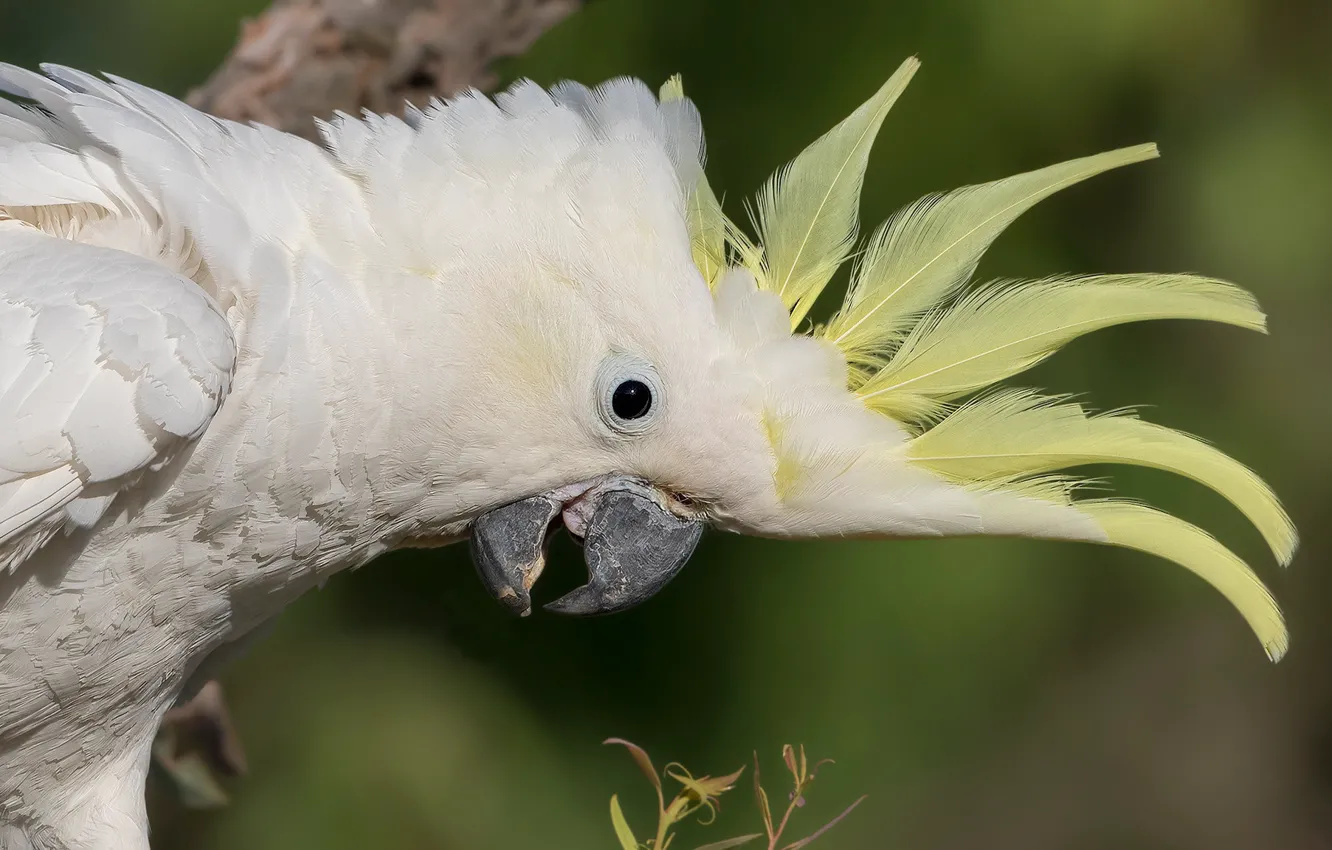 Photo wallpaper white, look, pose, background, bird, portrait, feathers, parrot