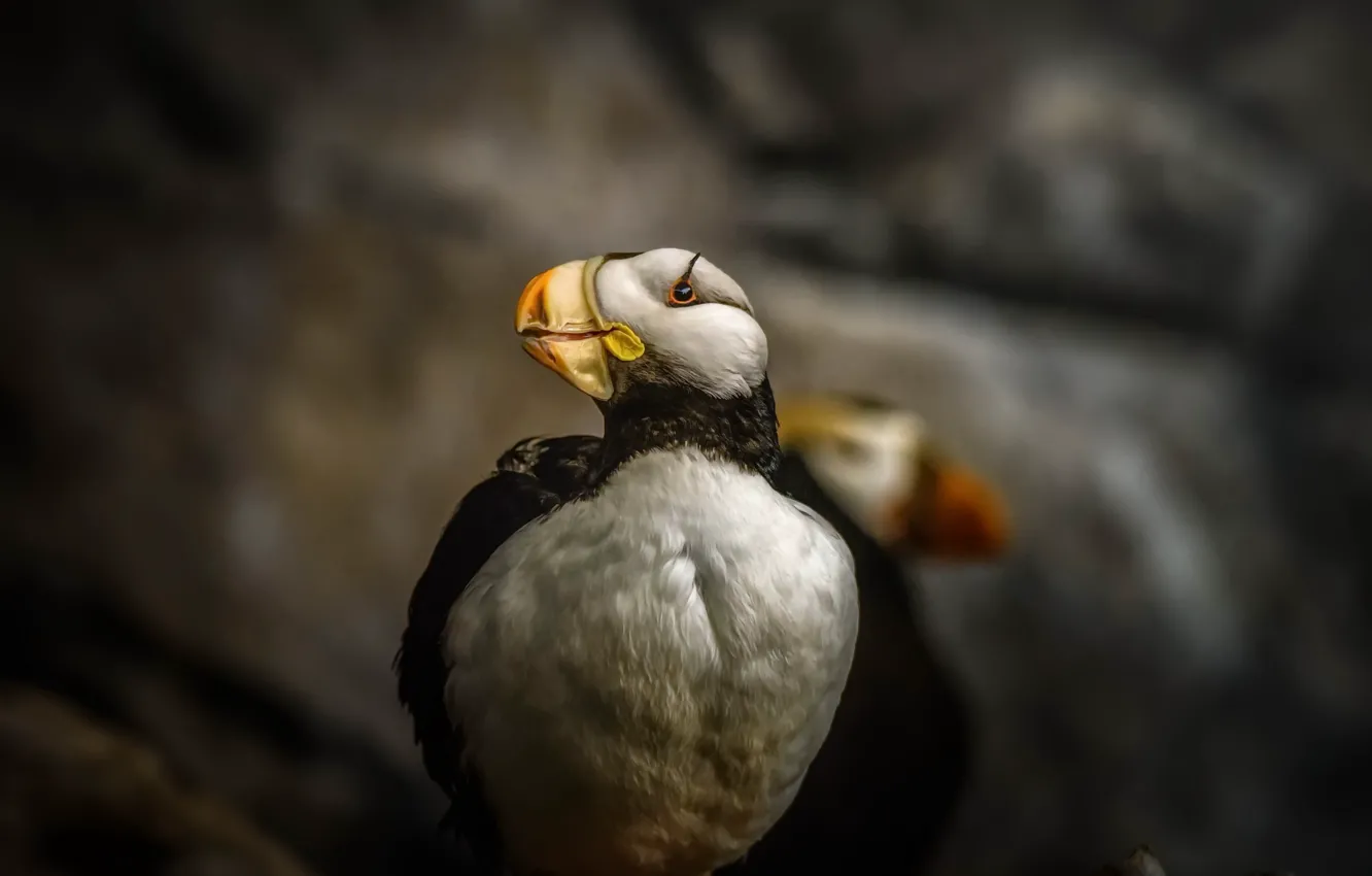 Photo wallpaper nature, bird, Puffin