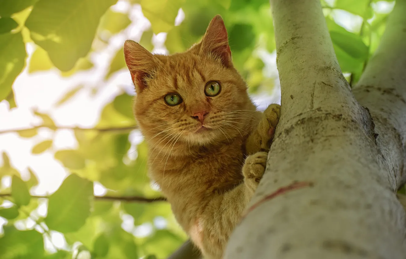 Photo wallpaper cat, look, trees, on the tree, red cat