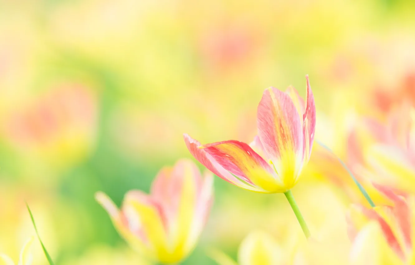 Photo wallpaper Tulip, spring, petals