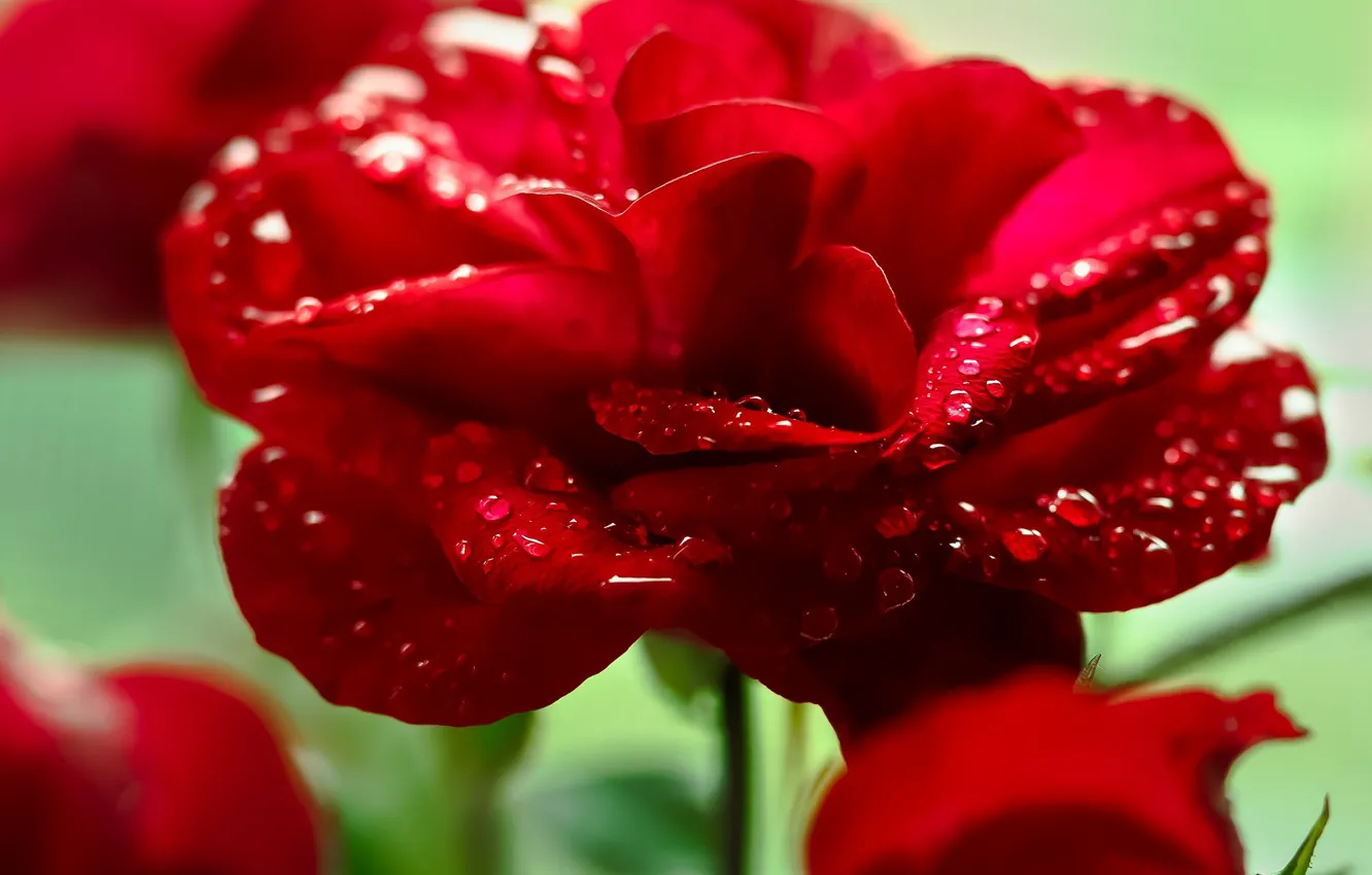 Photo wallpaper water, drops, flowers, Rosa, roses, petals