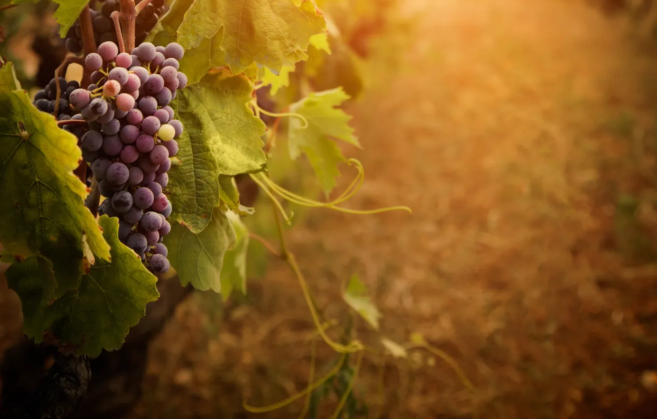 Photo wallpaper grapes, bunch, antennae