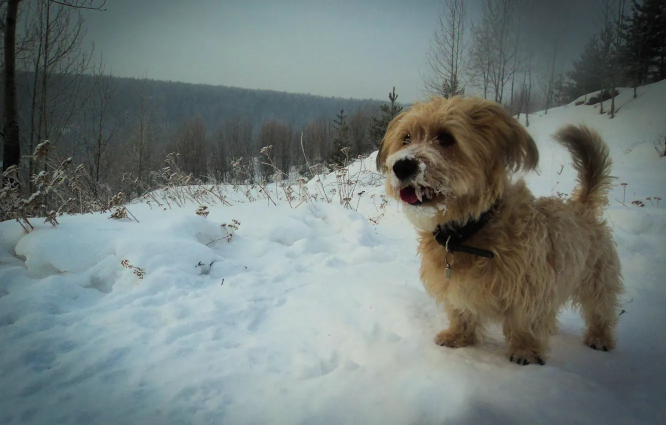 Photo wallpaper winter, forest, snow, dog