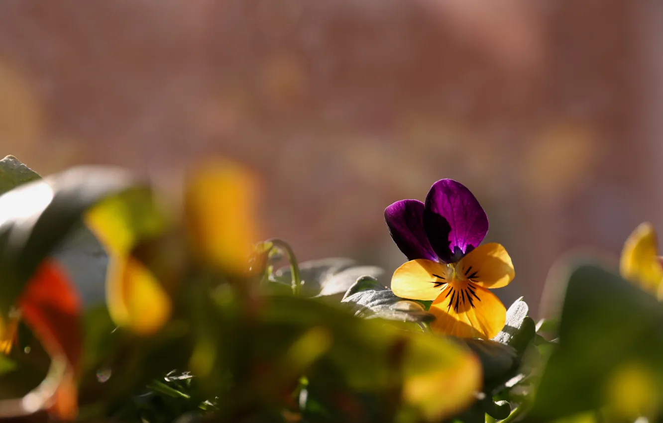 Photo wallpaper flower, leaves, light, flowers, Pansy, bokeh, blurred background, viola