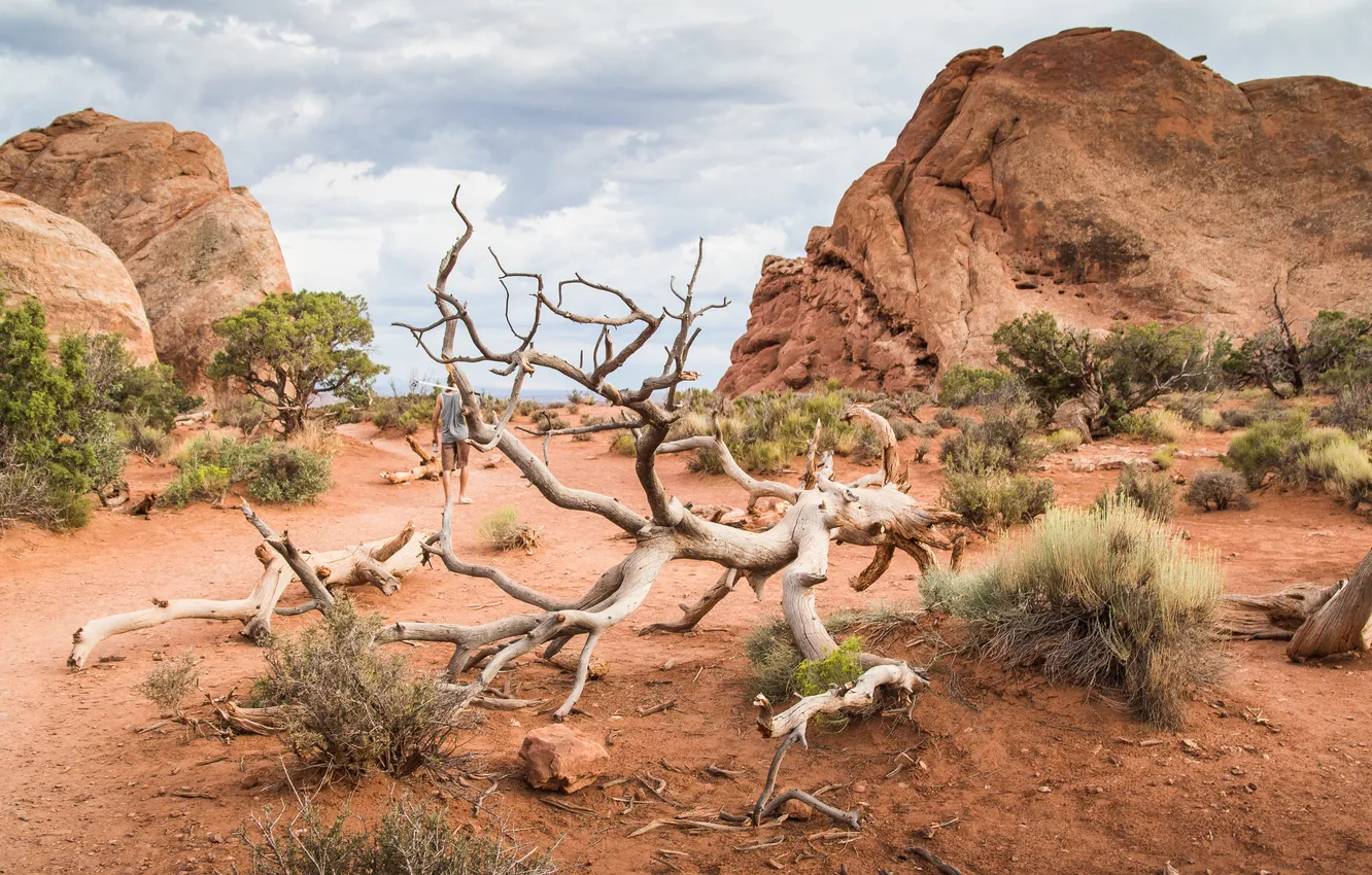 Photo wallpaper desert, dead, tree, arid