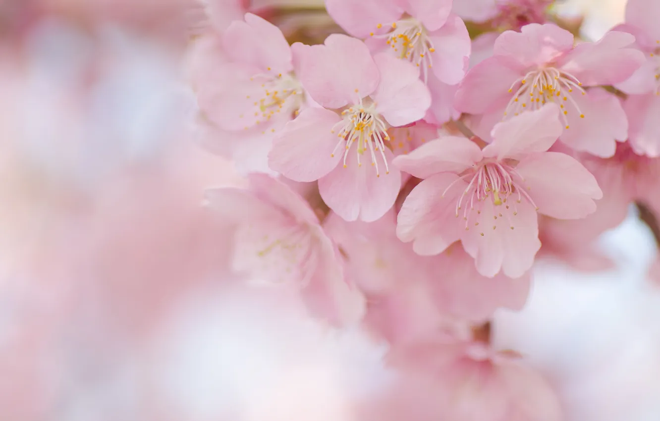 Photo wallpaper trees, flowers, branches, Sakura