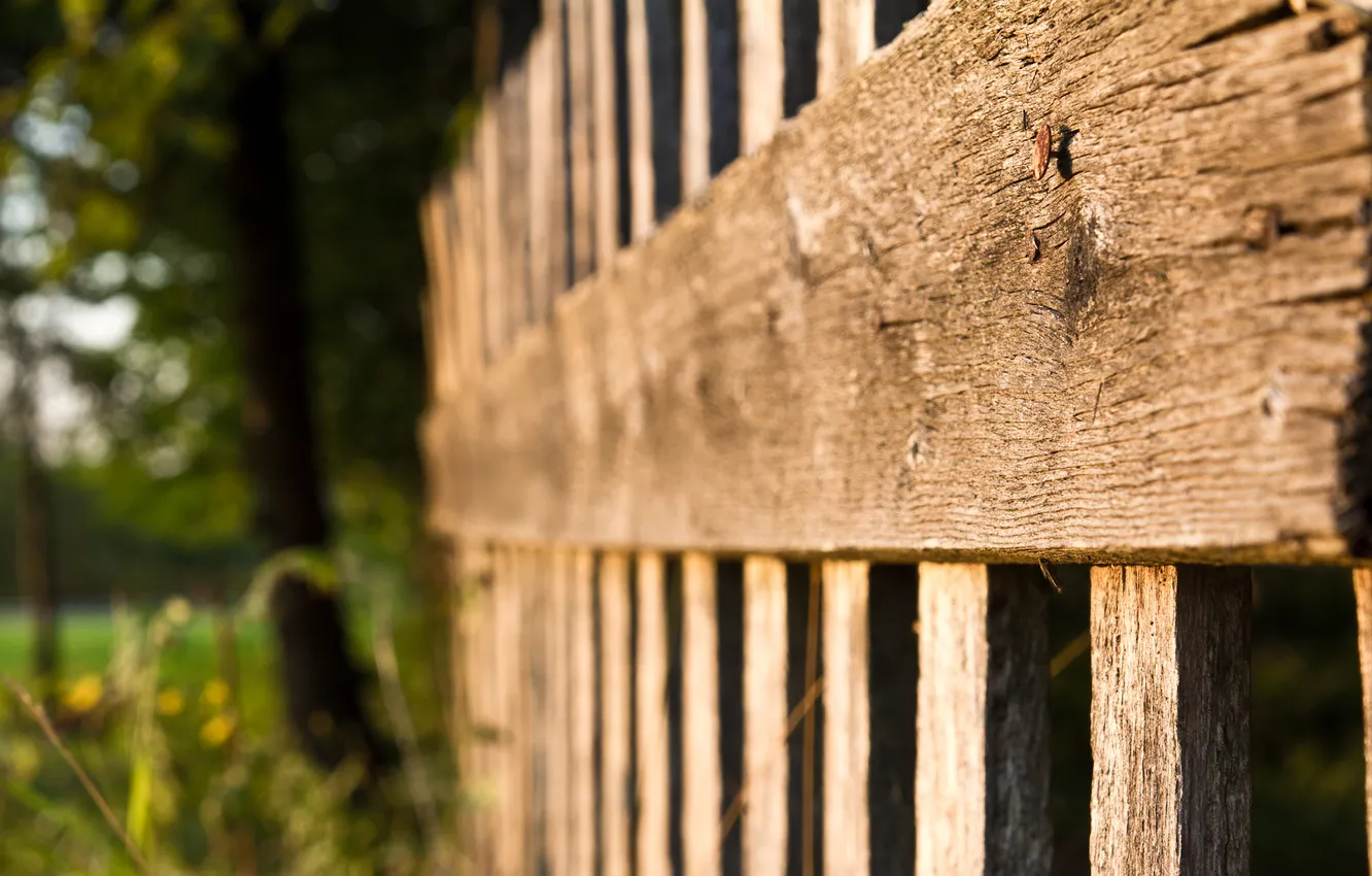 Photo wallpaper trees, hat, nails, wooden fence