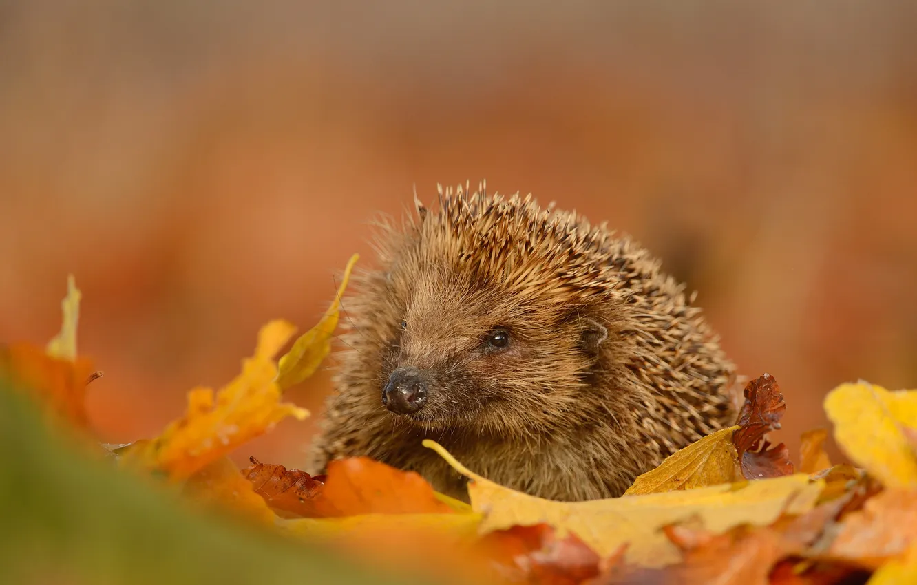 Photo wallpaper leaves, muzzle, hedgehog