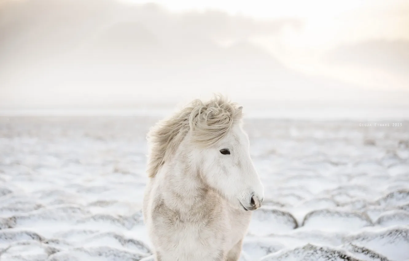 Photo wallpaper winter, nature, horse