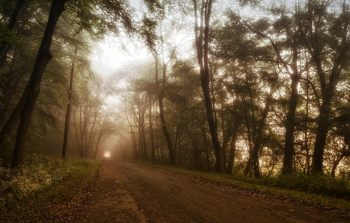 Photo wallpaper road, forest, landscape, nature, fog
