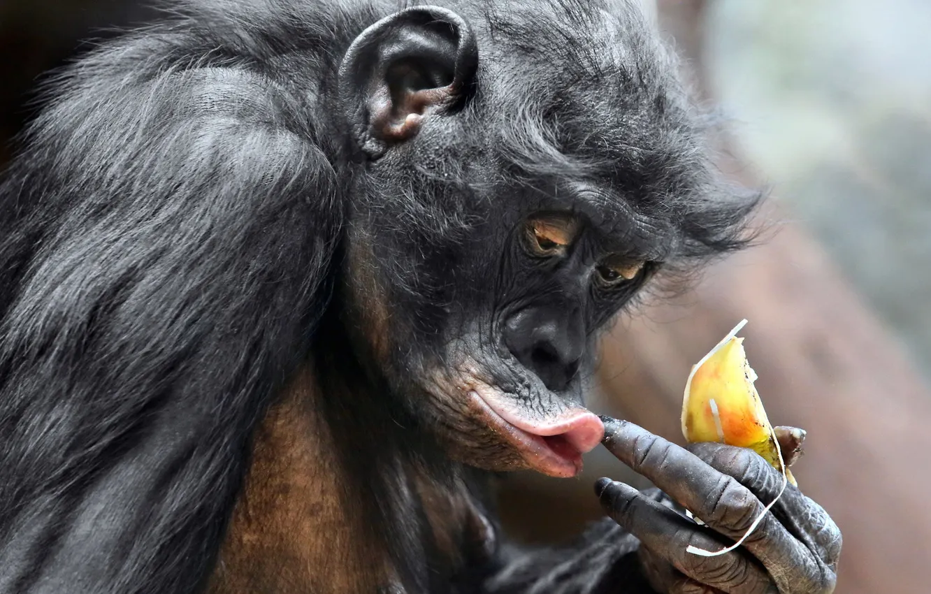 Photo wallpaper animal, ape, pygmy chimpanzee