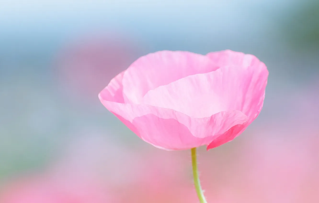 Photo wallpaper color, Mac, petals, stem, pink