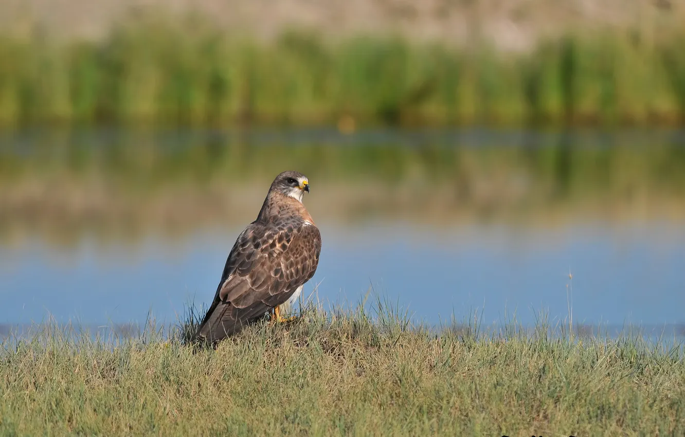 Photo wallpaper grass, water, river, bird, hawk
