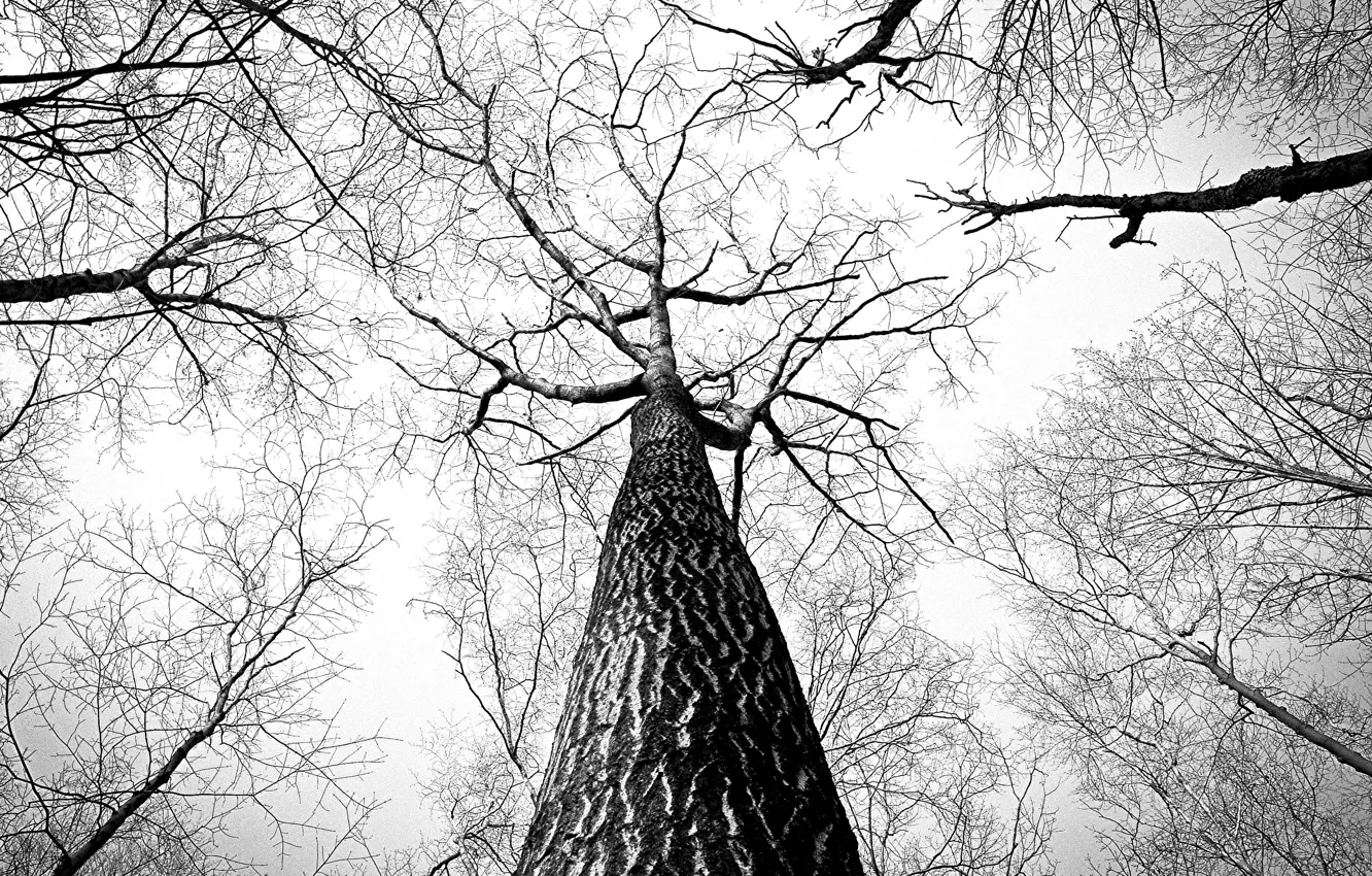 Photo wallpaper tree, black & white, tree