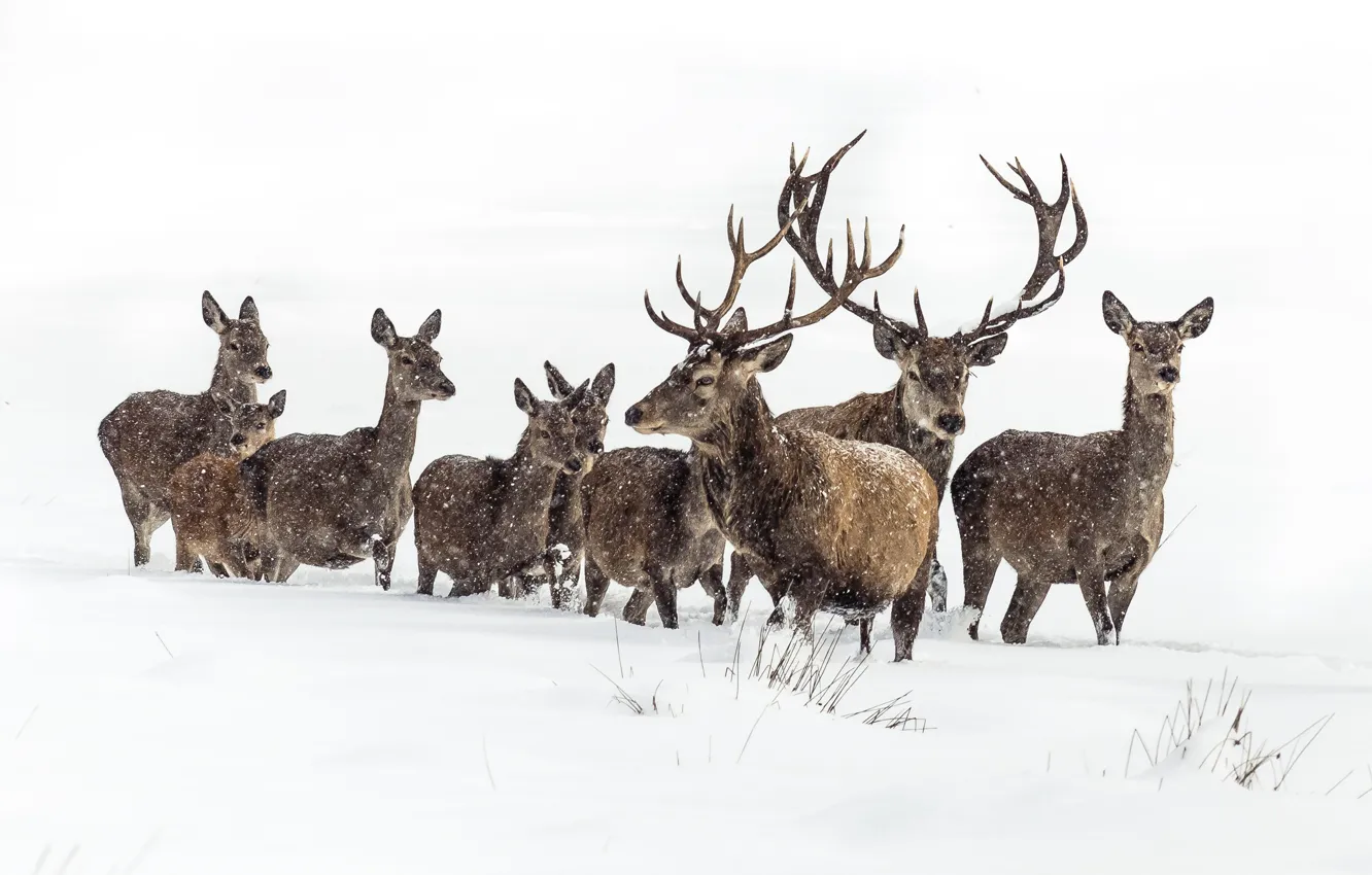 Photo wallpaper winter, deer, snowing