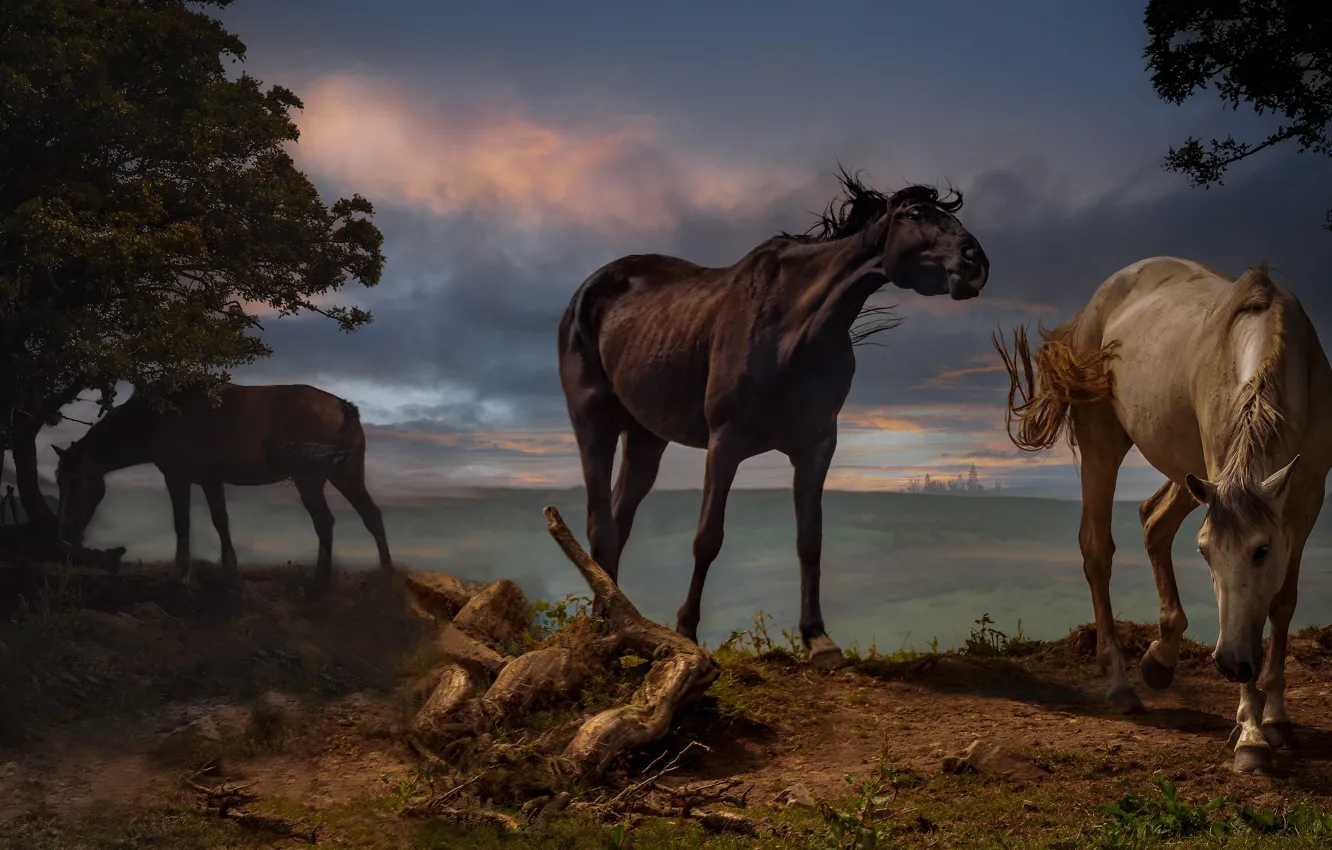 Photo wallpaper nature, horses, wild horses