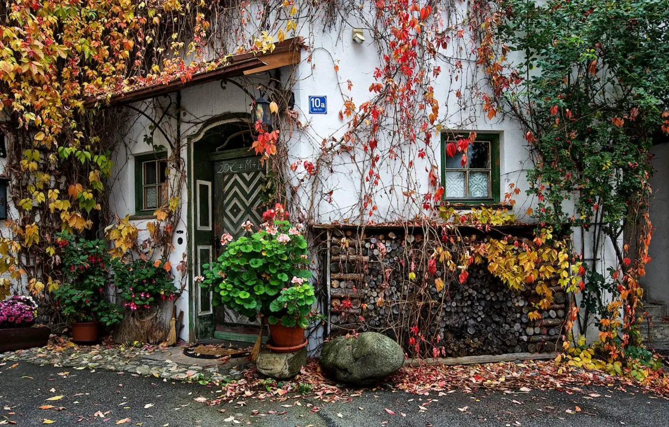 Photo wallpaper foliage, home, yard, wattled