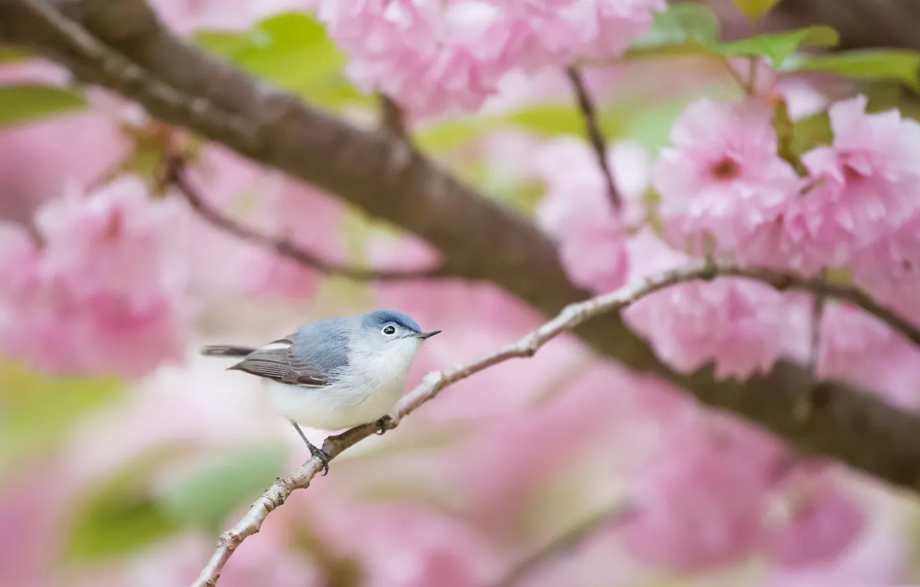 Photo wallpaper flowers, bird, spring, garden, blue Komarovka