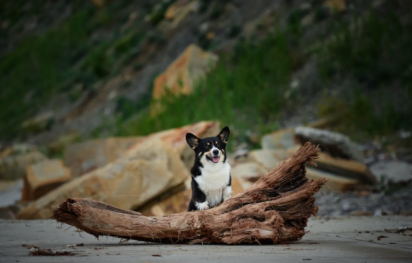 Photo wallpaper dog, Pets, Corgi