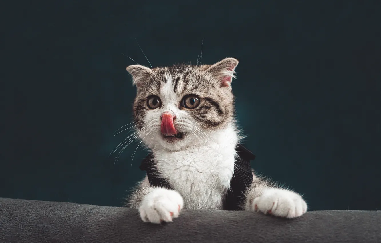 Photo wallpaper language, cat, look, pose, the dark background, grey, sofa, portrait