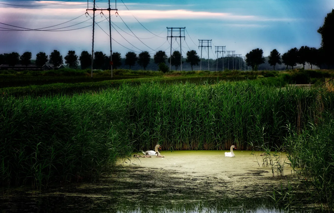 Photo wallpaper pond, swans, power lines