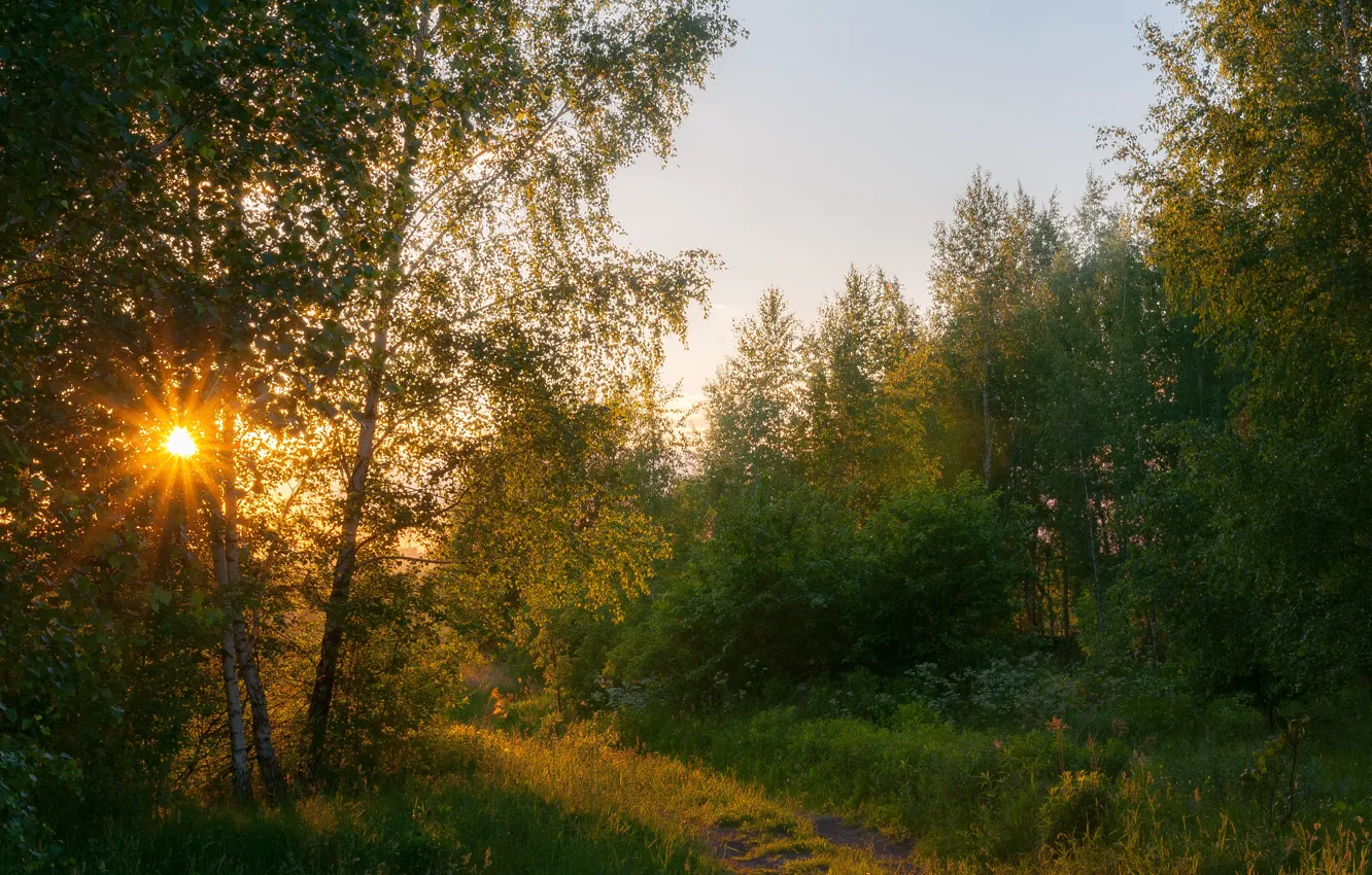 Photo wallpaper forest, summer, the sun, trees, sunset