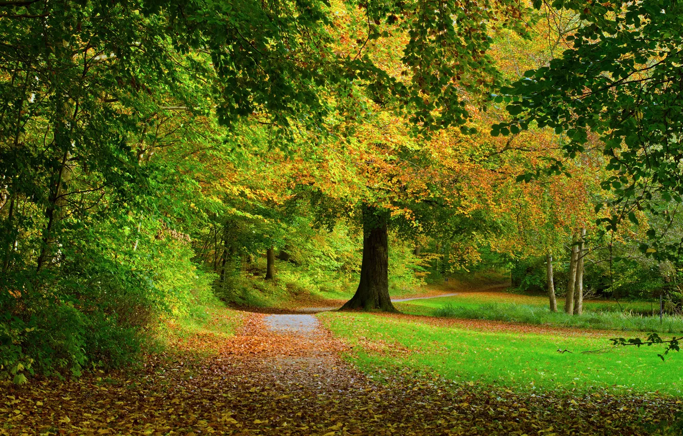 Photo wallpaper road, autumn, forest, leaves, trees, nature