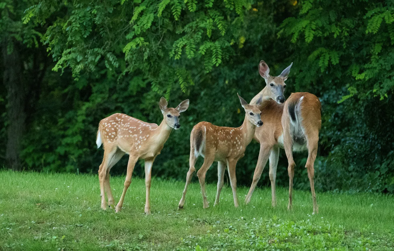 Photo wallpaper forest, deer, fawn, DOE