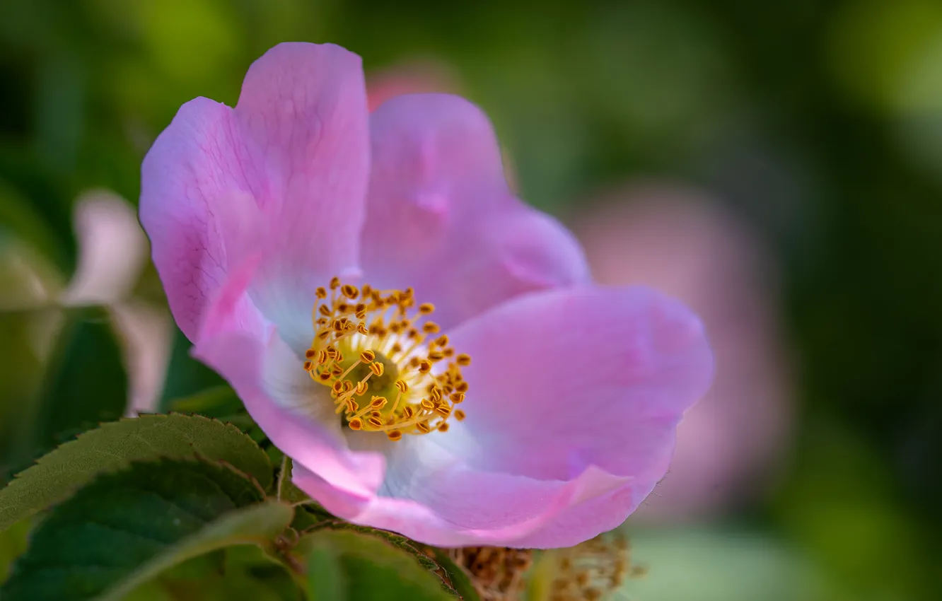 Photo wallpaper summer, flowers, background, briar, pink