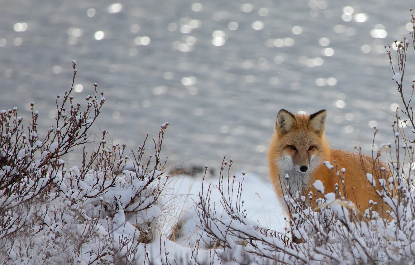 Photo wallpaper winter, snow, branches, background, Fox, pond, bokeh