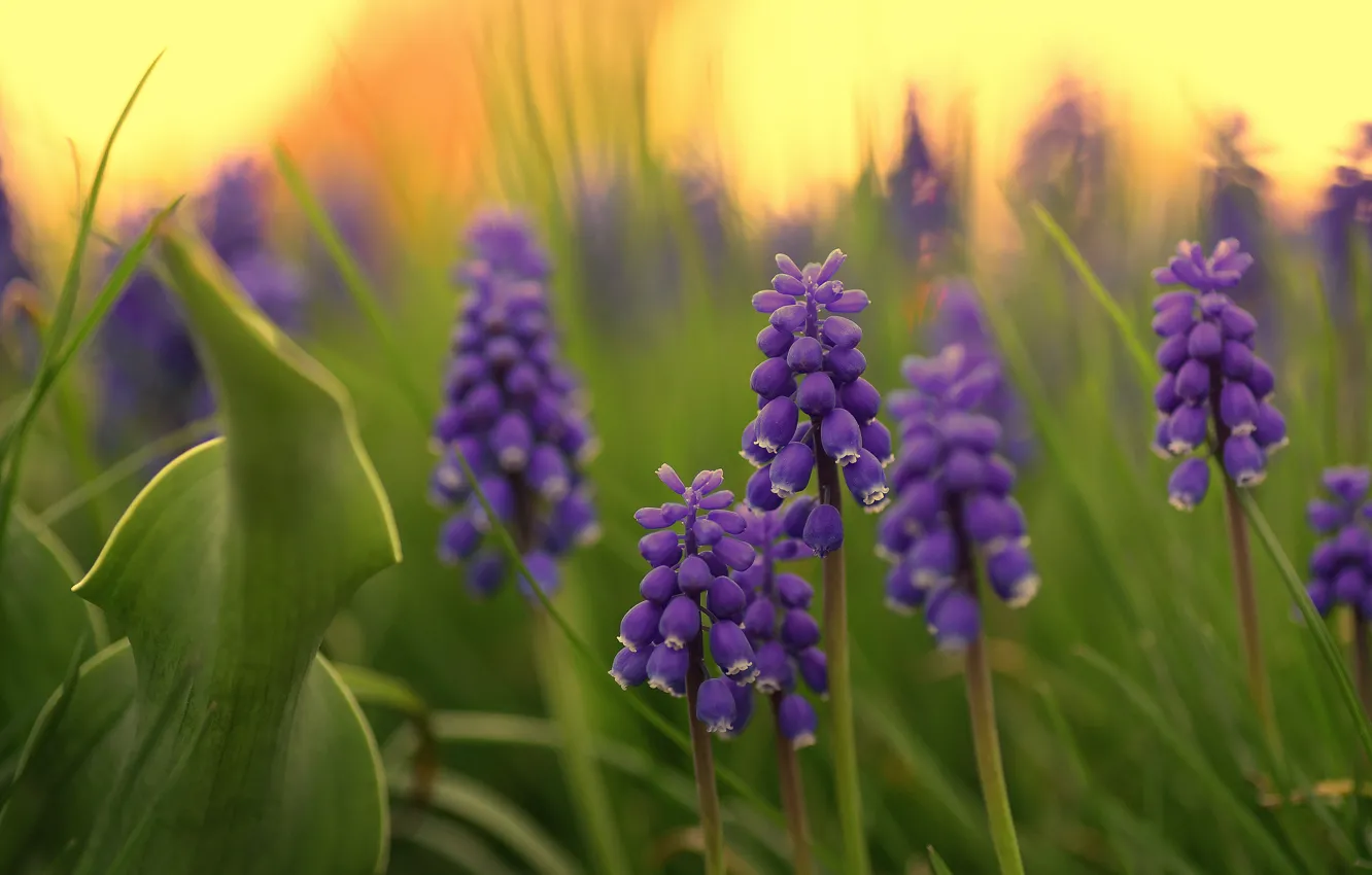 Photo wallpaper macro, bokeh, Muscari, Viper onion, hyacinth mouse