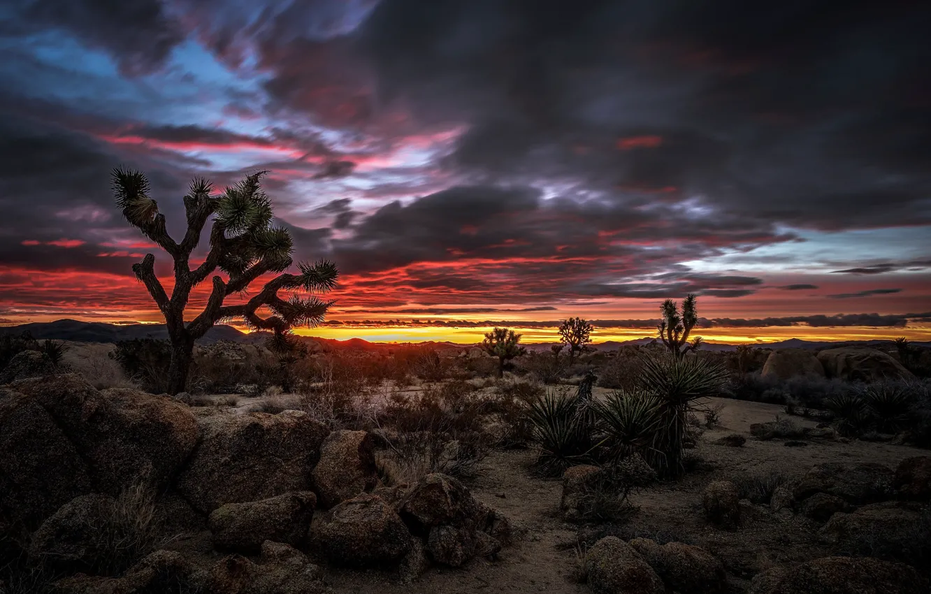 Photo wallpaper clouds, desert, CA, glow, USA, National Park Joshua tree