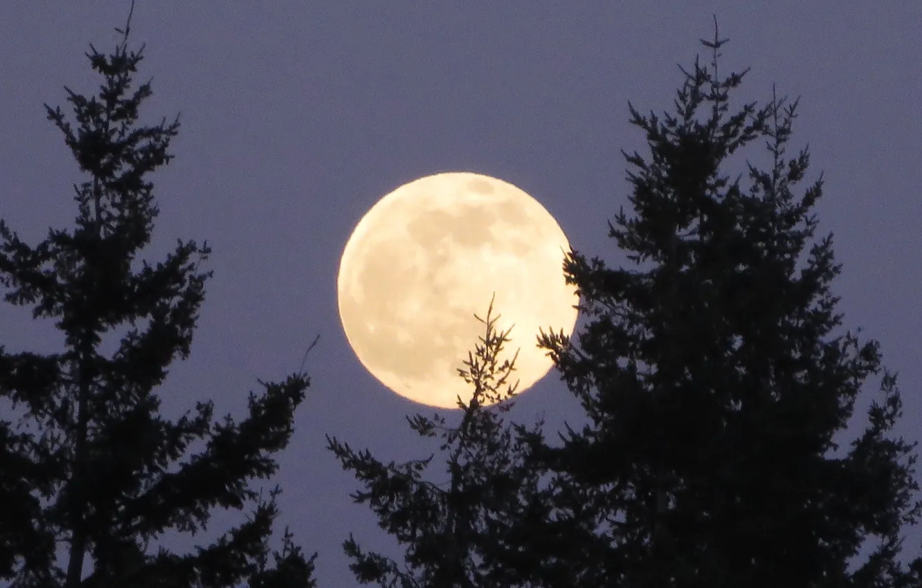 Photo wallpaper the sky, trees, nature, the moon, the full moon