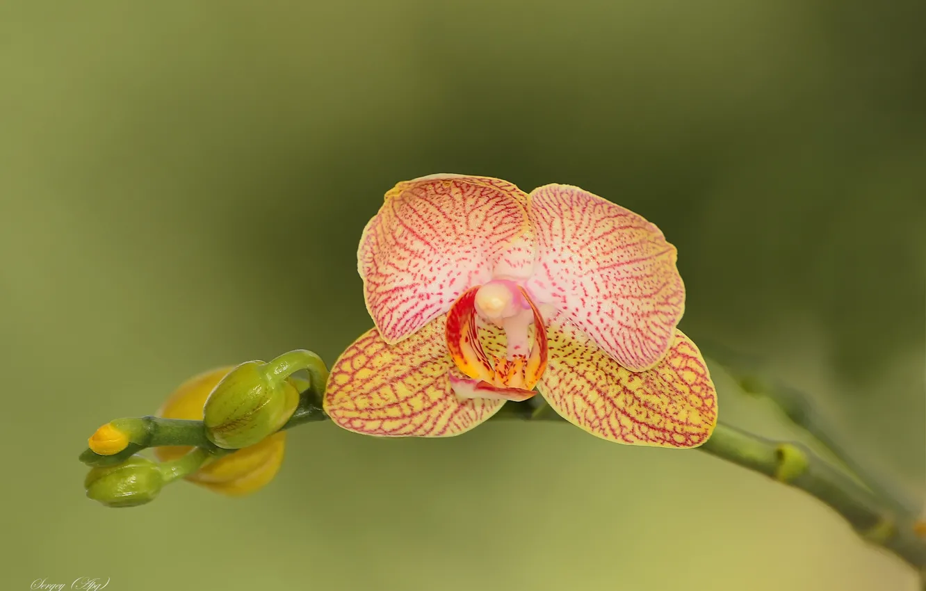 Photo wallpaper flower, macro, nature, Orchid, Phalaenopsis