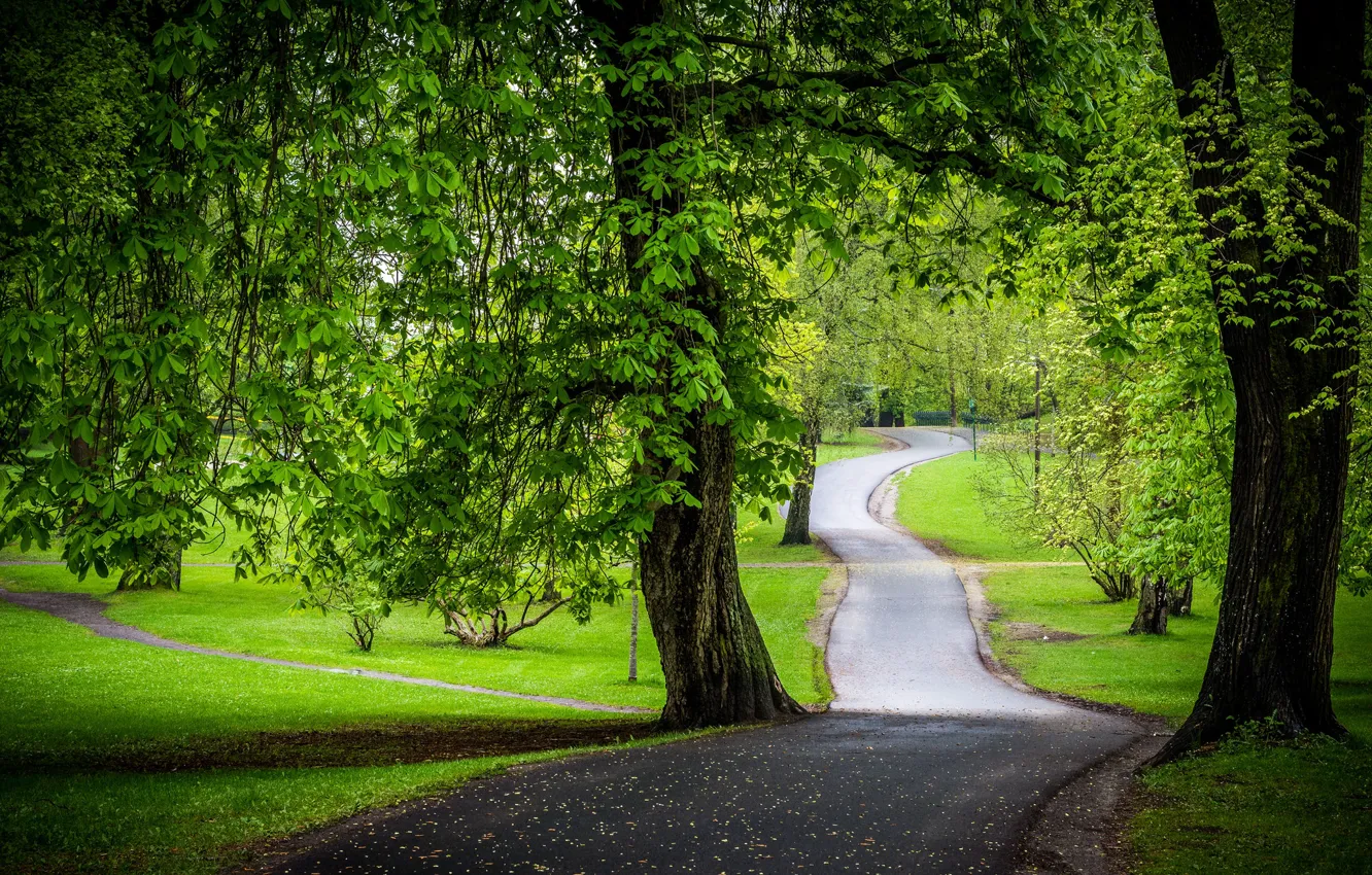 Photo wallpaper road, greens, trees, Park, chestnuts