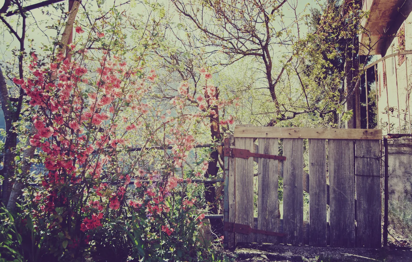 Photo wallpaper flowers, nature, house, the fence, spring, wicket