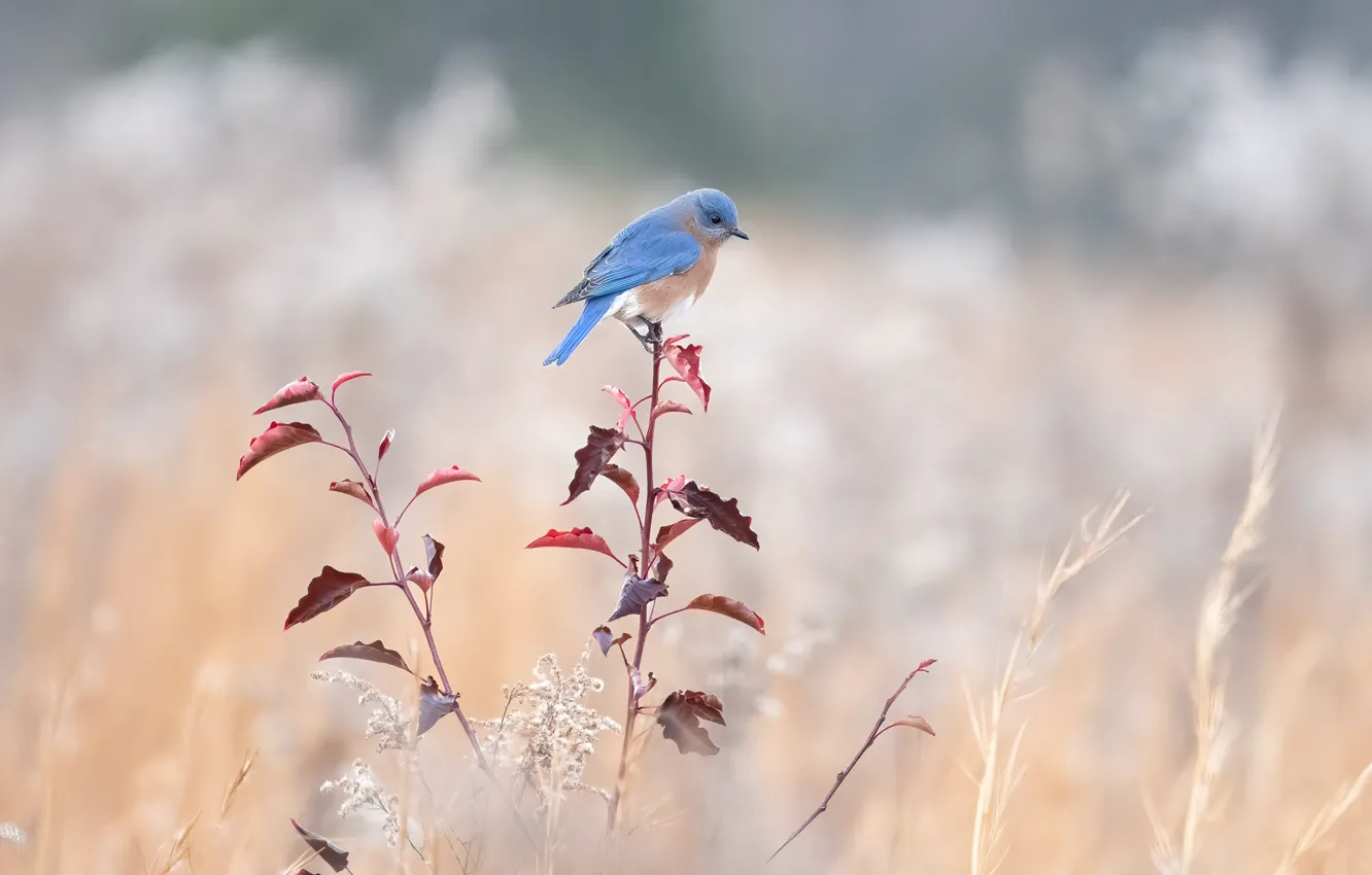 Photo wallpaper field, leaves, branches, blue, bird, spikelets, bokeh, East sialia