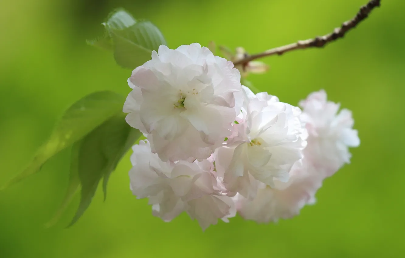 Photo wallpaper macro, cherry, branch, spring, Sakura, flowering, flowers