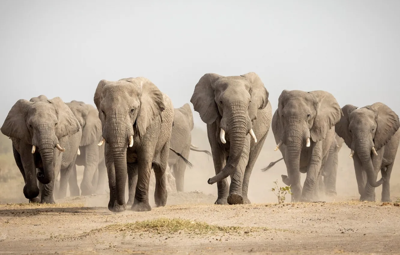 Photo wallpaper sand, field, the sky, elephant, dust, elephants, a lot, muzzle