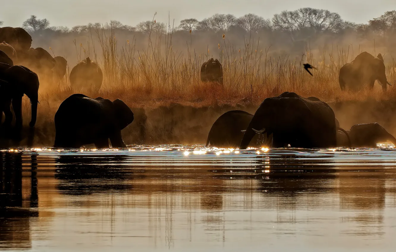Photo wallpaper nature, river, elephant, the herd