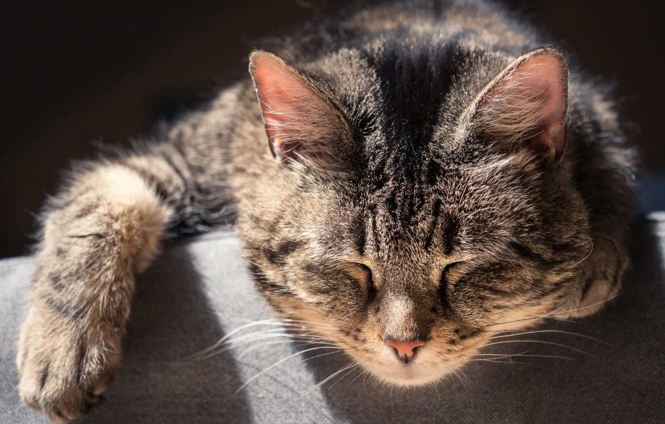 Photo wallpaper cat, cat, sleep, muzzle, sleeping cat