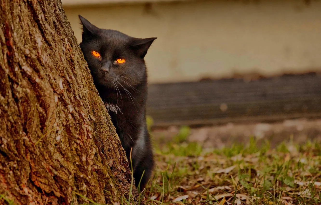 Photo wallpaper cat, animal, spy cat