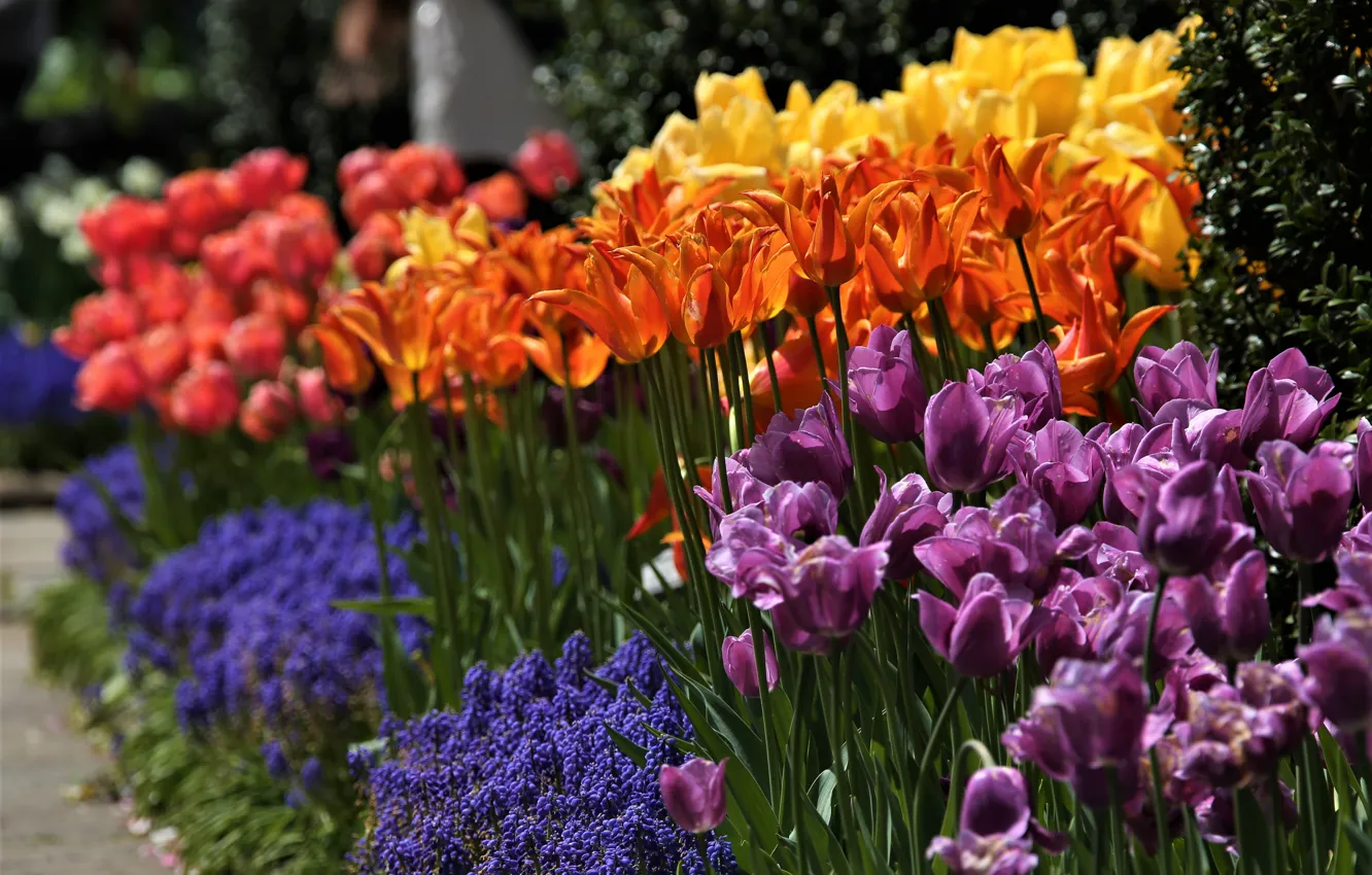 Photo wallpaper tulips, buds, Muscari, hyacinth mouse