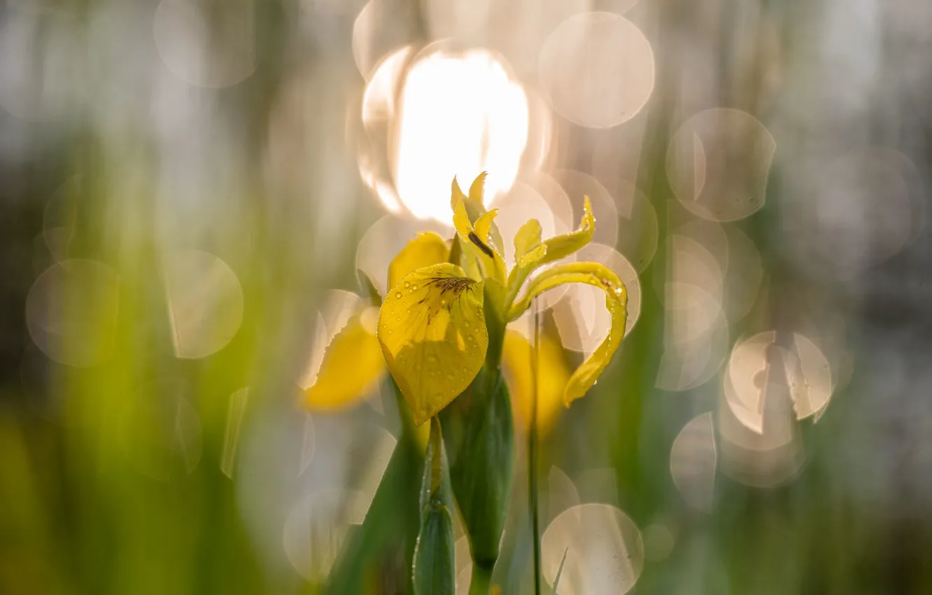 Photo wallpaper flower, drops, light, yellow, glare, spring, bokeh, iris