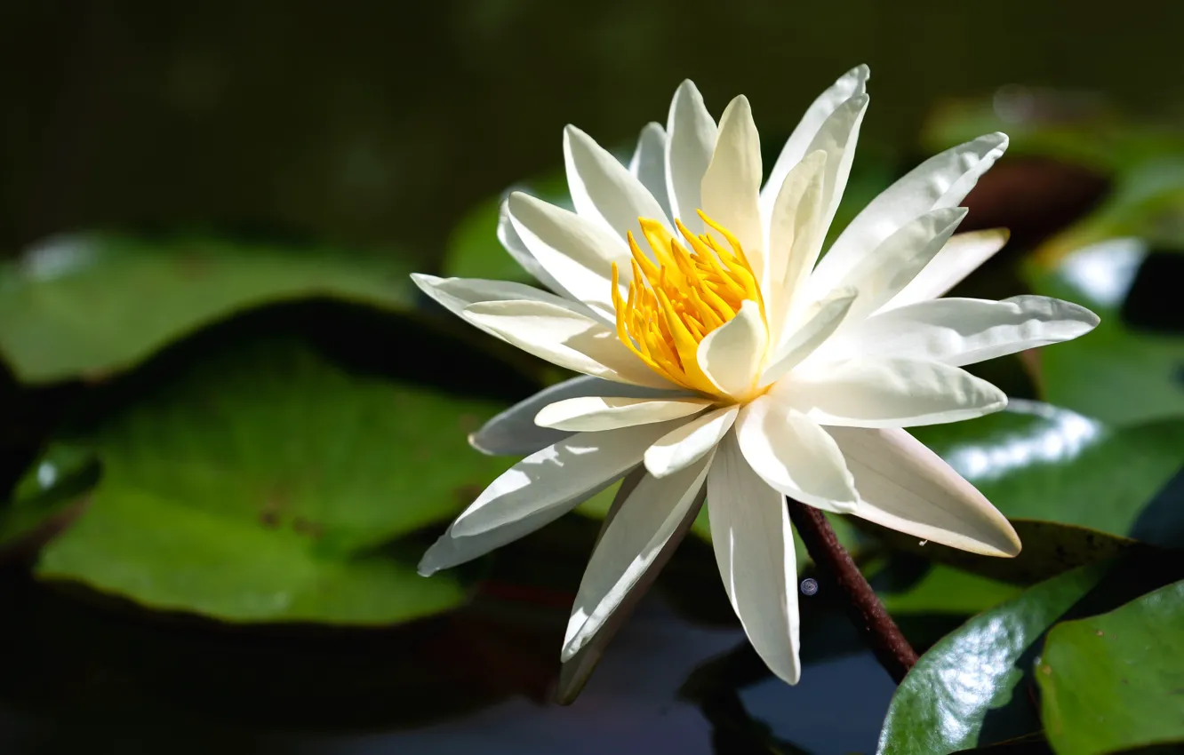 Photo wallpaper white, flower, leaves, lake, pond, petals, white, pond